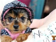 yorkshire terrier puppy posted by tcuppuppiesforsale4