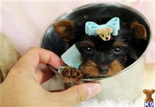 yorkshire terrier puppy posted by tcuppuppiesforsale4