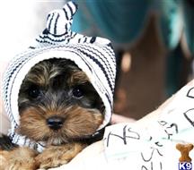 yorkshire terrier puppy posted by tcuppuppiesforsale4
