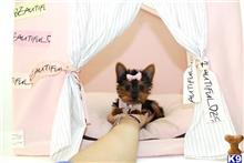 yorkshire terrier puppy posted by tcuppuppiesforsale4
