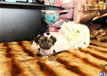 yorkshire terrier puppy posted by tcuppuppiesforsale4