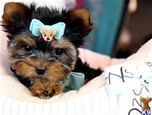 yorkshire terrier puppy posted by tcuppuppiesforsale4
