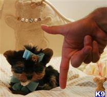 yorkshire terrier puppy posted by tcuppuppiesforsale4