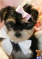 yorkshire terrier puppy posted by tcuppuppiesforsale4