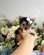 yorkshire terrier puppy posted by tcuppuppiesforsale4
