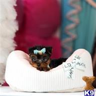 yorkshire terrier puppy posted by tcuppuppiesforsale4