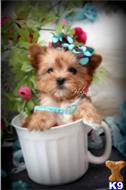 yorkshire terrier puppy posted by tcuppuppiesforsale4