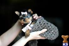 yorkshire terrier puppy posted by tcuppuppiesforsale4