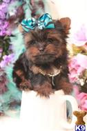 yorkshire terrier puppy posted by tcuppuppiesforsale4