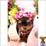 yorkshire terrier puppy posted by tcuppuppiesforsale4