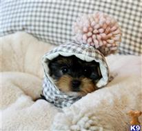 yorkshire terrier puppy posted by tcuppuppiesforsale4