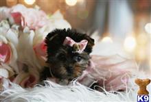 yorkshire terrier puppy posted by tcuppuppiesforsale4