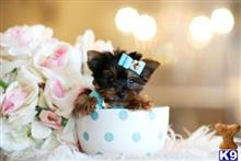 yorkshire terrier puppy posted by tcuppuppiesforsale4