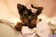 yorkshire terrier puppy posted by tcuppuppiesforsale4