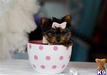 yorkshire terrier puppy posted by tcuppuppiesforsale4