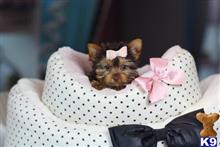yorkshire terrier puppy posted by tcuppuppiesforsale4