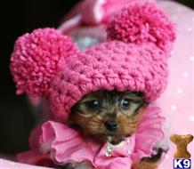 yorkshire terrier puppy posted by tcuppuppiesforsale4