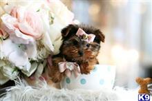 yorkshire terrier puppy posted by tcuppuppiesforsale4