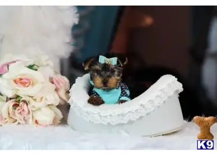 a yorkshire terrier dog in a cake