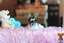 yorkshire terrier puppy posted by tcuppuppiesforsale4