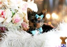 yorkshire terrier puppy posted by tcuppuppiesforsale4