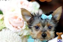 yorkshire terrier puppy posted by tcuppuppiesforsale4