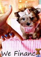 yorkshire terrier puppy posted by tcuppuppiesforsale4