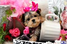 yorkshire terrier puppy posted by tcuppuppiesforsale4