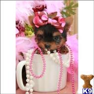yorkshire terrier puppy posted by tcuppuppiesforsale4