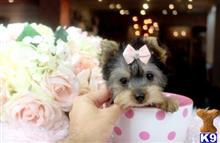 yorkshire terrier puppy posted by tcuppuppiesforsale4