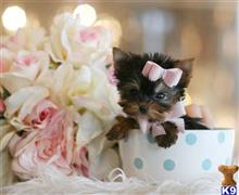 yorkshire terrier puppy posted by tcuppuppiesforsale4
