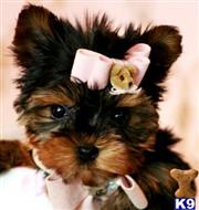 yorkshire terrier puppy posted by tcuppuppiesforsale4