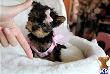 yorkshire terrier puppy posted by tcuppuppiesforsale4