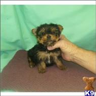 yorkshire terrier puppy posted by tcuppuppiesforsale4