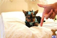 yorkshire terrier puppy posted by tcuppuppiesforsale4