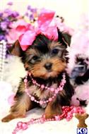 yorkshire terrier puppy posted by tcuppuppiesforsale4