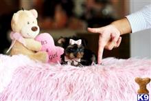 yorkshire terrier puppy posted by tcuppuppiesforsale4