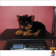 yorkshire terrier puppy posted by tcuppuppiesforsale4