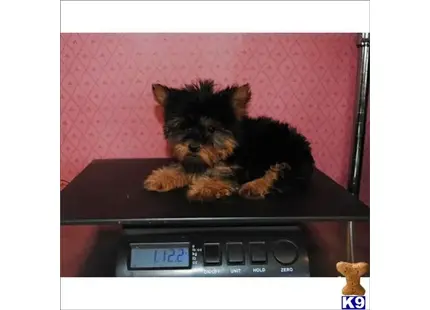 Yorkshire Terrier