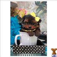 yorkshire terrier puppy posted by tcuppuppiesforsale4