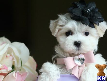 maltese puppies for sale bay area maltese puppies for sale maltese puppies for sale bay area maltese puppies for sale