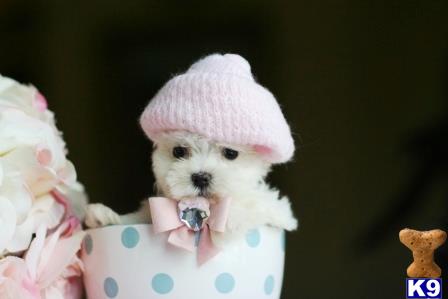 maltese puppy posted by tcuppuppiesforsale4