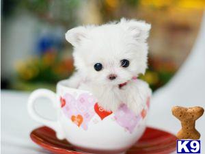 maltese puppy posted by tcuppuppiesforsale4