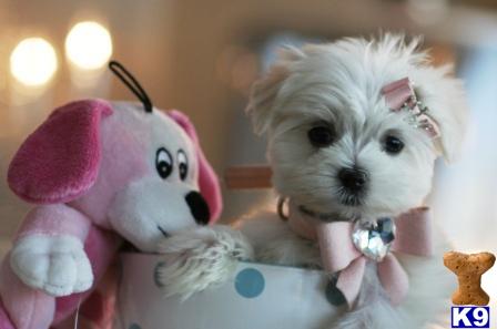 maltese puppy posted by tcuppuppiesforsale4