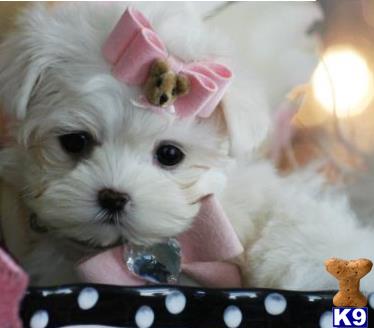 maltese puppy posted by tcuppuppiesforsale4