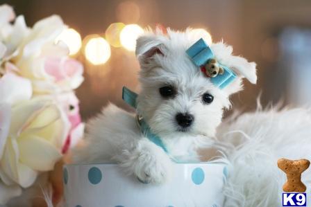 maltese puppy posted by tcuppuppiesforsale4