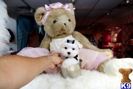 puppies financing available maltese puppy for sale financing available maltese puppies we ship 13 weeks puppies financing available maltese puppy for sale financing available maltese puppies we ship 13 weeks