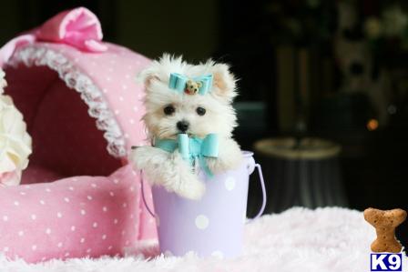 maltese puppies for sale in ta maltese puppy for sale finance a beautiful maltese today all sizes ta 8 weeks maltese puppies for sale in ta maltese puppy for sale finance a beautiful maltese today all sizes ta 8 weeks