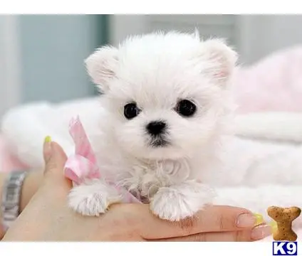 Maltese puppy for sale