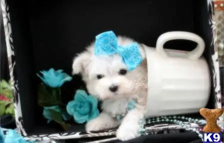 Maltese puppy for sale